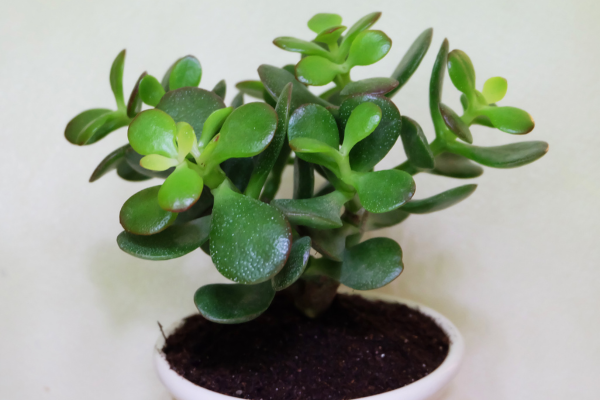 Crassula Ovata, jade plant, money plant