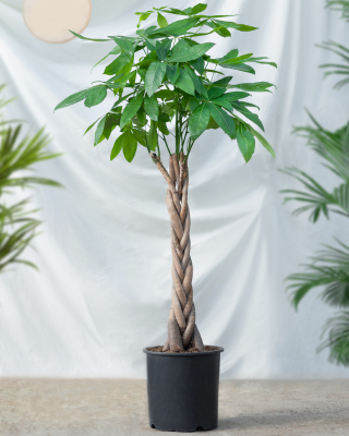Guiana Chestnut, money tree