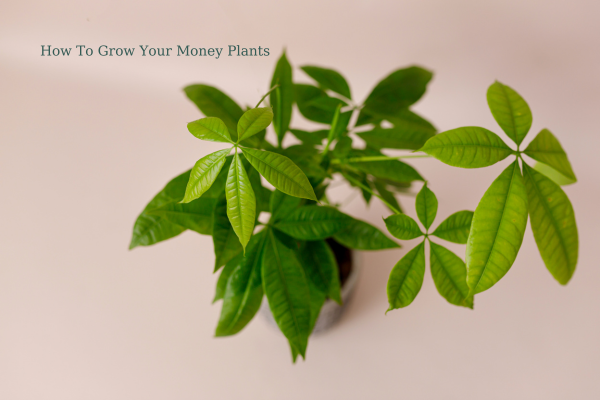 how to grow money plant